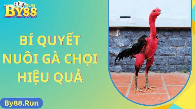 Bí Quyết Nuôi Gà Chọi Hiệu Quả Từ A-Z Cho Người Mới