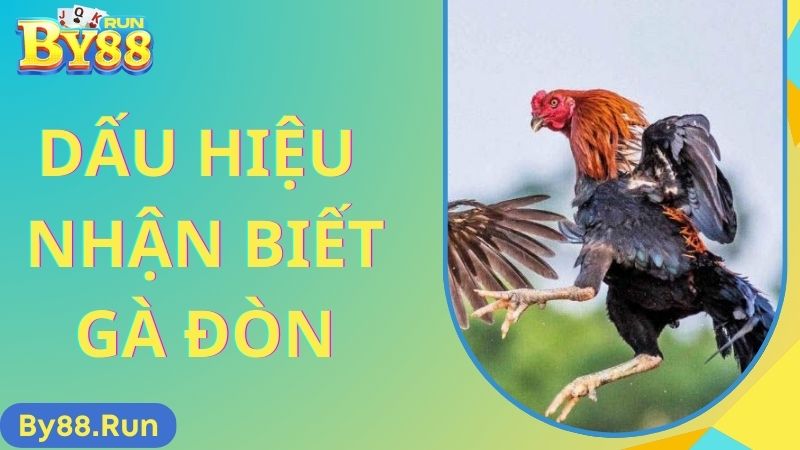 Dấu hiệu nhận biết gà đòn