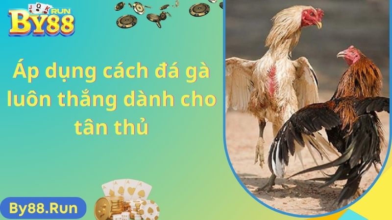 Áp dụng cách đá gà luôn thắng dành cho tân thủ