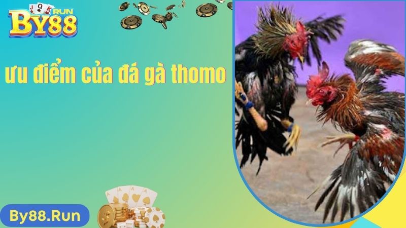 Ưu điểm của hình thức đá gà thomo